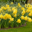 Daffodil - Narcissus Dick Wilden- ORG