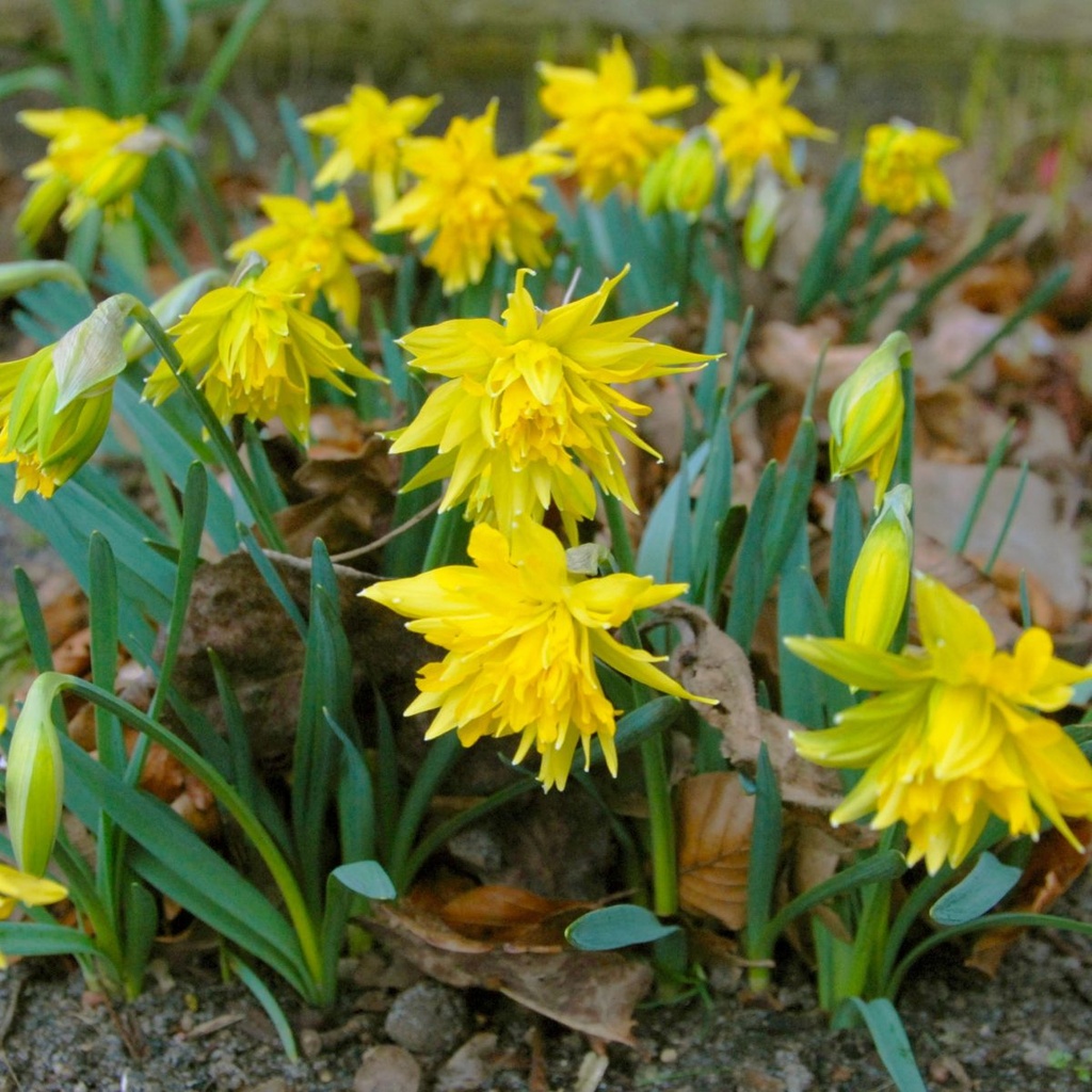 Daffodil - Narcissus Rip van Winkle - ORG