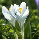 Crocus Ice Queen - BIO