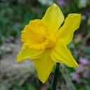 Daffodil - Narcissus Tamara - ORG