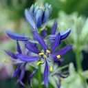Camassia Quamash - Prærielilje - BIO