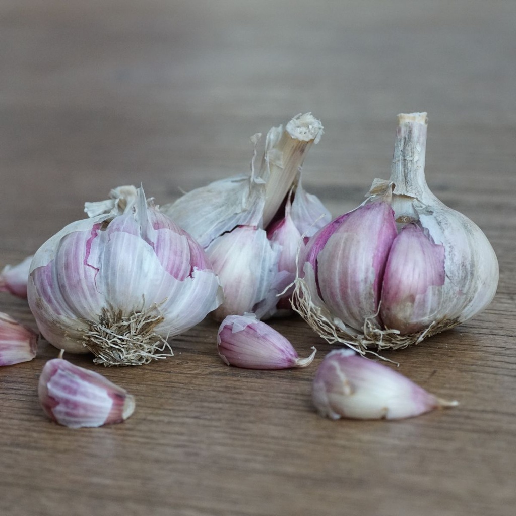 Garlic Morado - ORG 