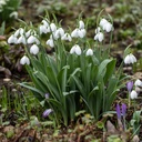 Perce-neige (Galanthus Polar Bear) - BIO