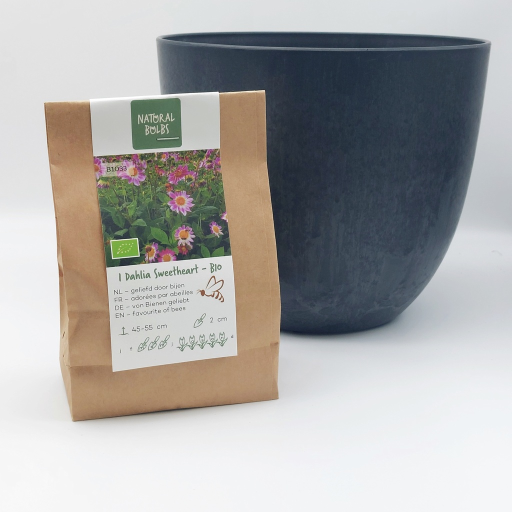 Dahlia Sweetheart- BIO med Artstone potte