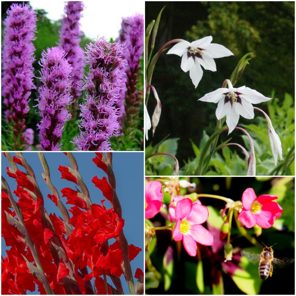 Summer bee bulb mix 28 ST - ORG