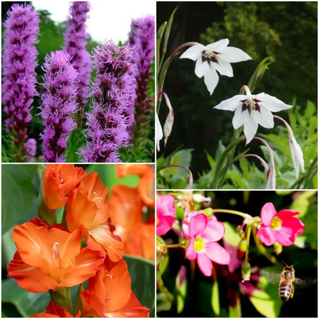 Summer bee bulb mix 28 ST - ORG