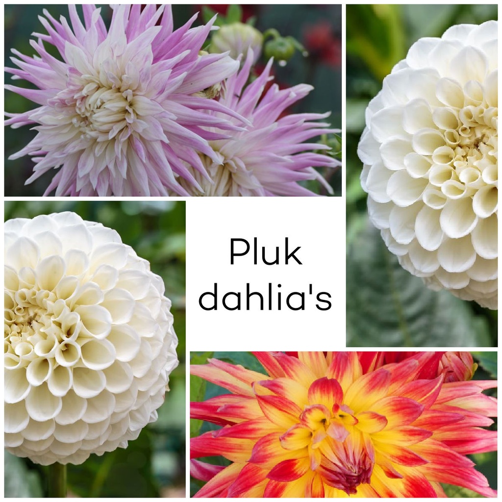Dahlien Pflückgarten Mix 3 ST - BIO