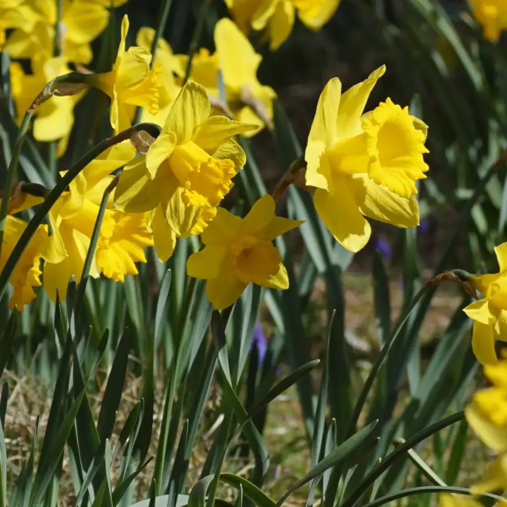 Daffodil - Narcissus Rijnveld's Early Sensation - ORG