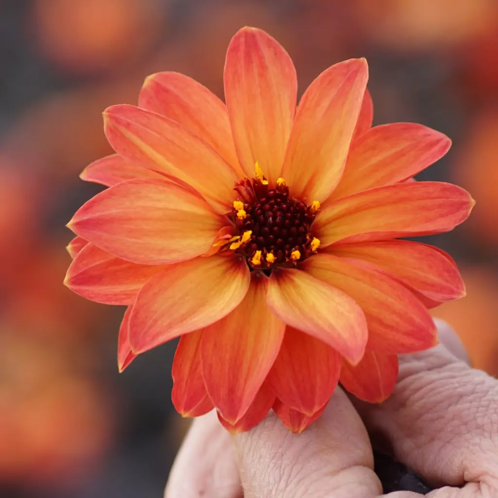 Dahlia Little Rascal - ORG