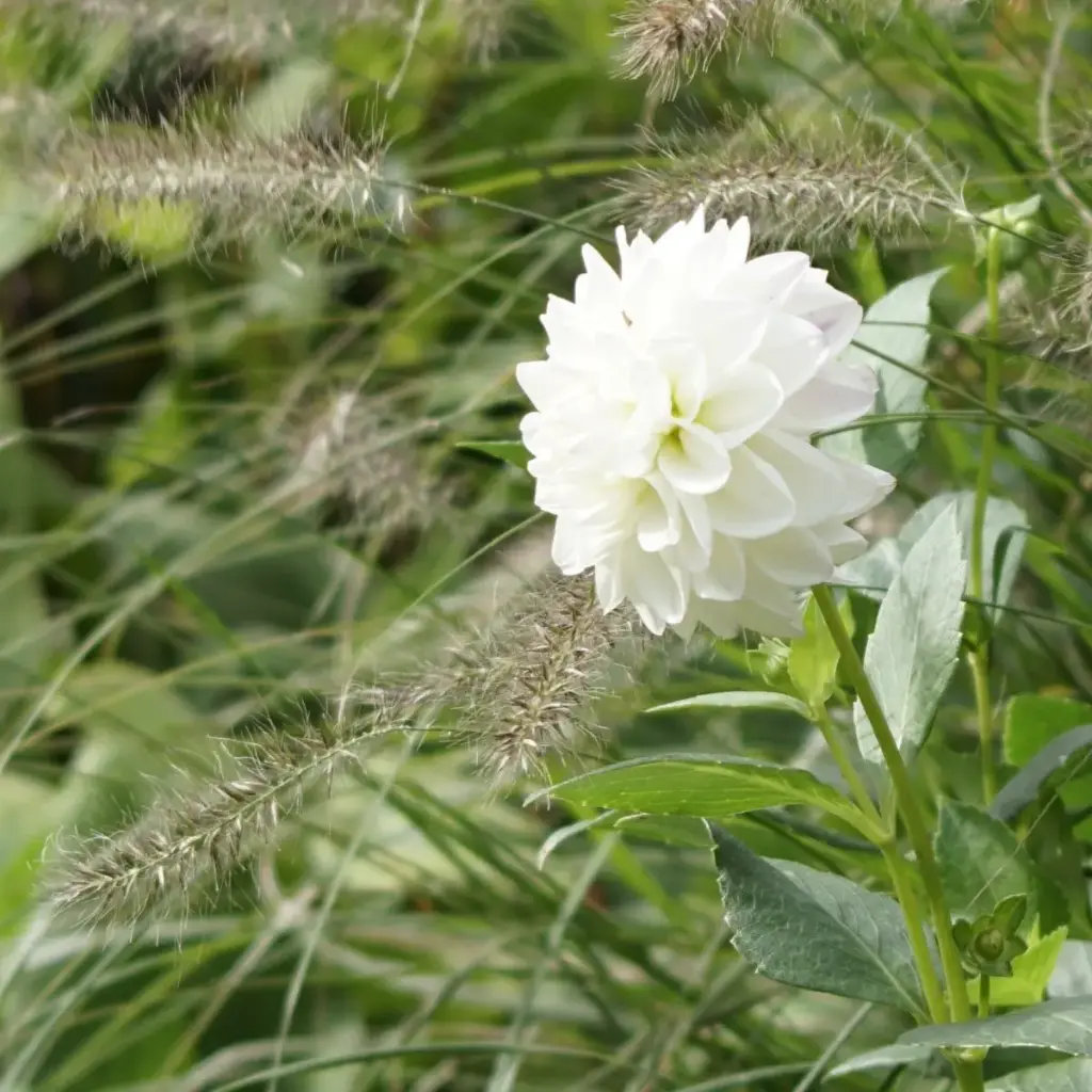 Dahlia Never Give Up - BIO