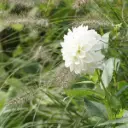 Dahlia Never Give Up - BIO