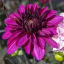 Dahlia Le Baron - BIO