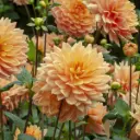 Dahlie Orange King - BIO