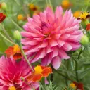 Dahlia Phyllis Farmer - BIO