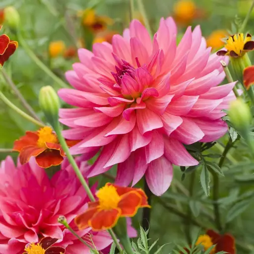 [B1065-1] Dahlia Phyllis Farmer - BIO (1 løg)