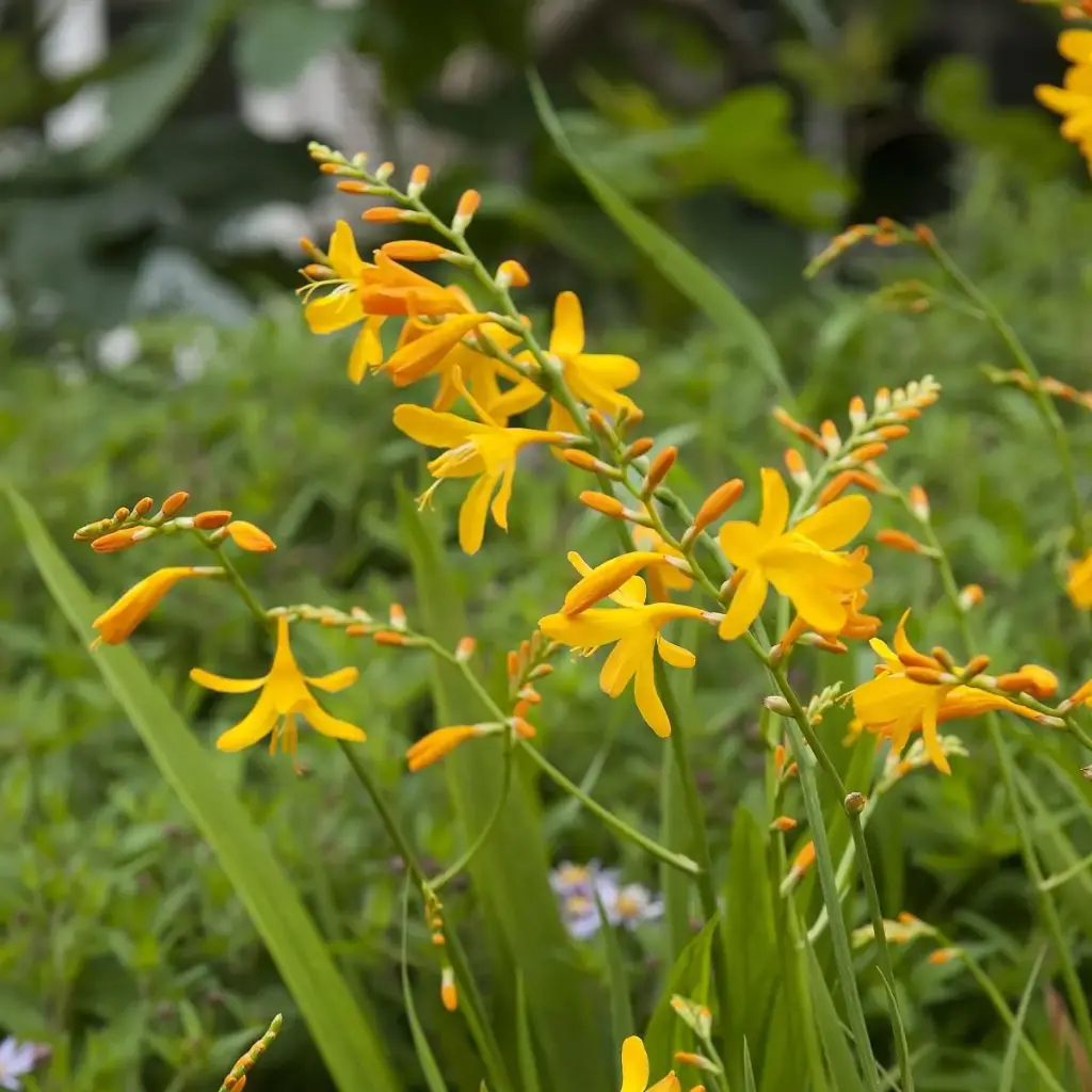 Crocosmia George Davidson - ORG
