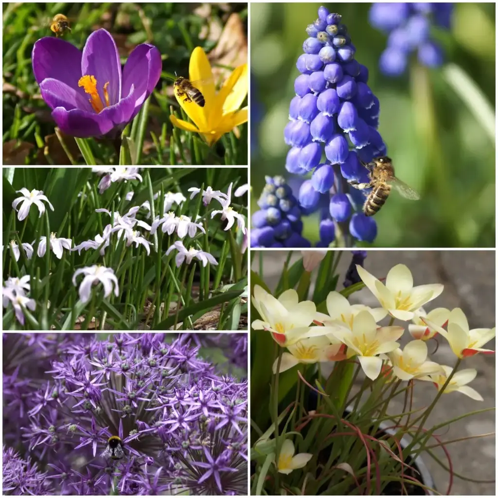 Pollinator package 50 pcs - ORG
