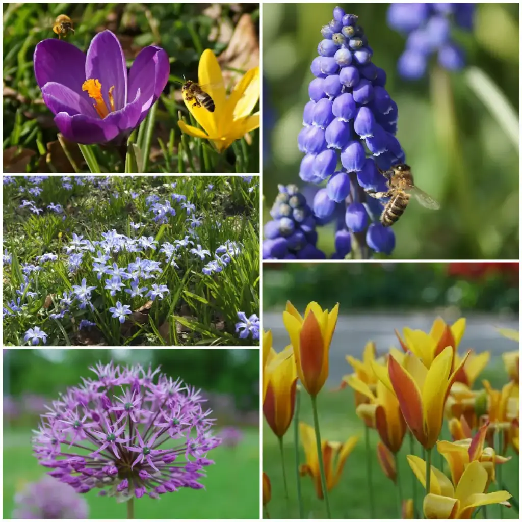 Pollinator package 50 pcs - ORG