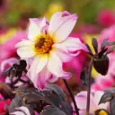 Dahlia Bohemian Princess- ORG