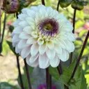 Dahlia Marieke Nolsen - BIO