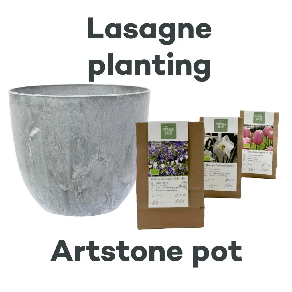 Bulb Lasagne with Artstone pot Grey- BIO