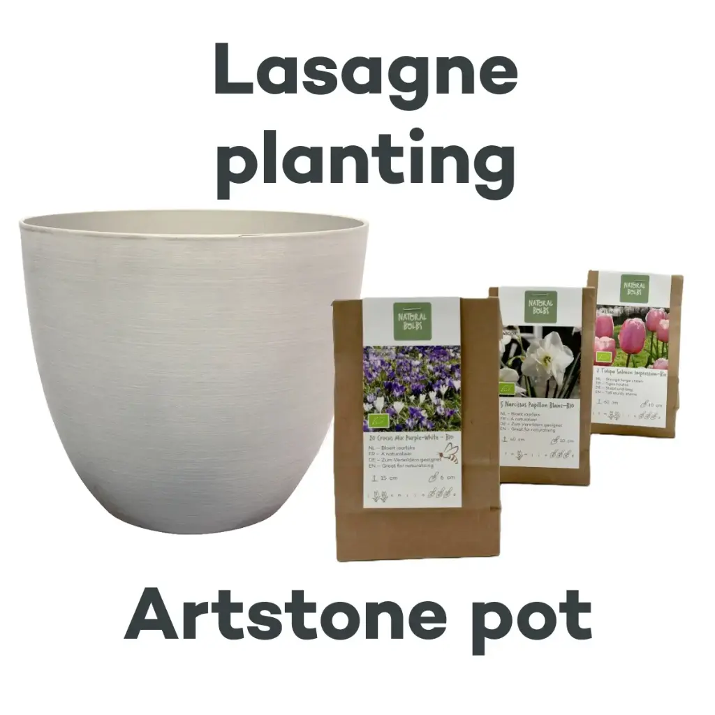Bulb Lasagne with Artstone pot Cloudy - ORG