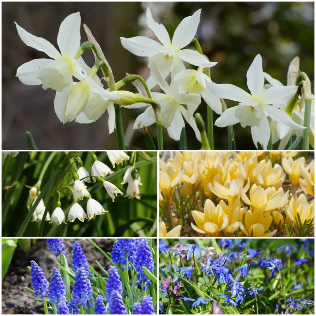 60 dagen lentepracht - BIO