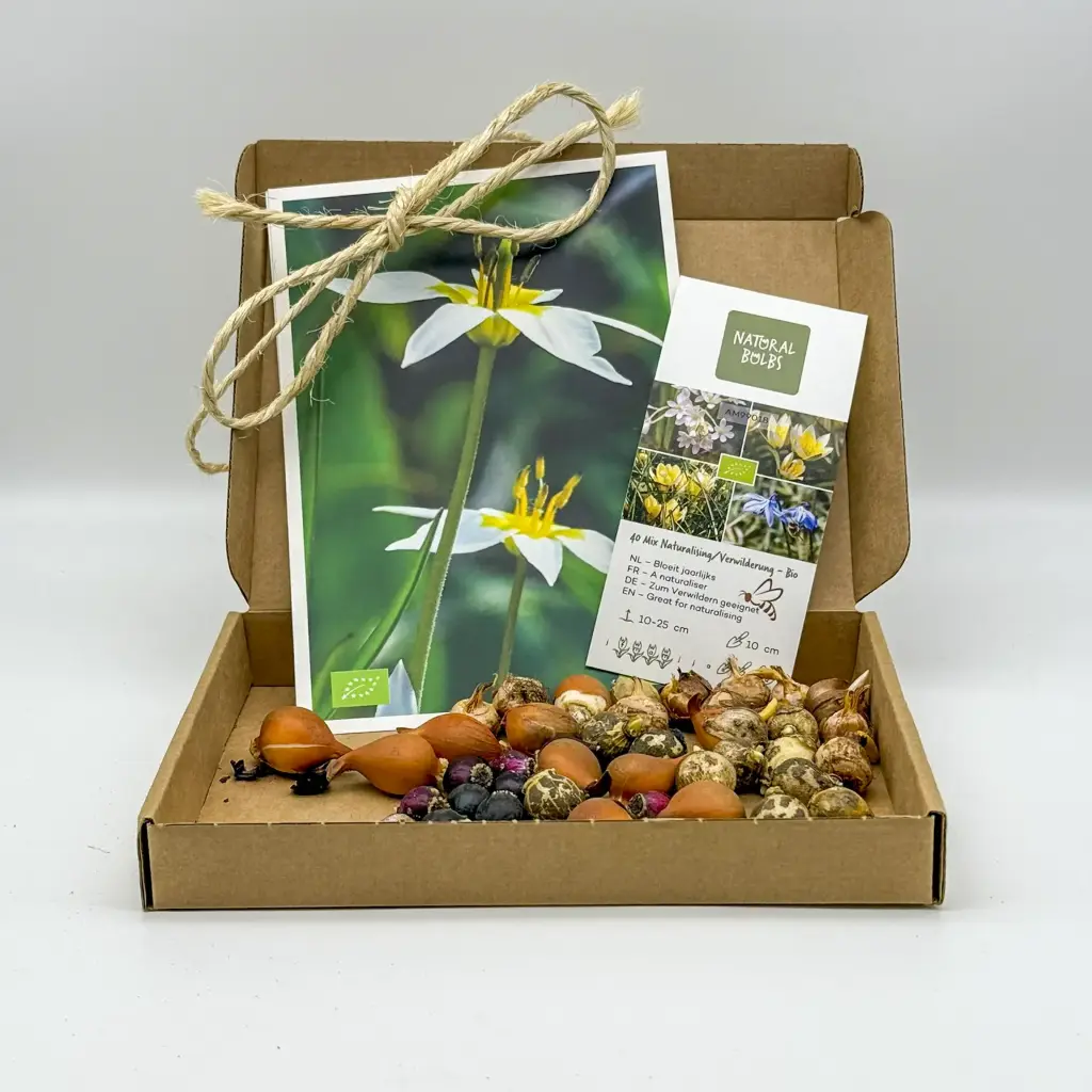 Present Blandning Förvildning 40 ST - BIO