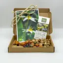 Cadeau Mélange vivace 40 p - BIO