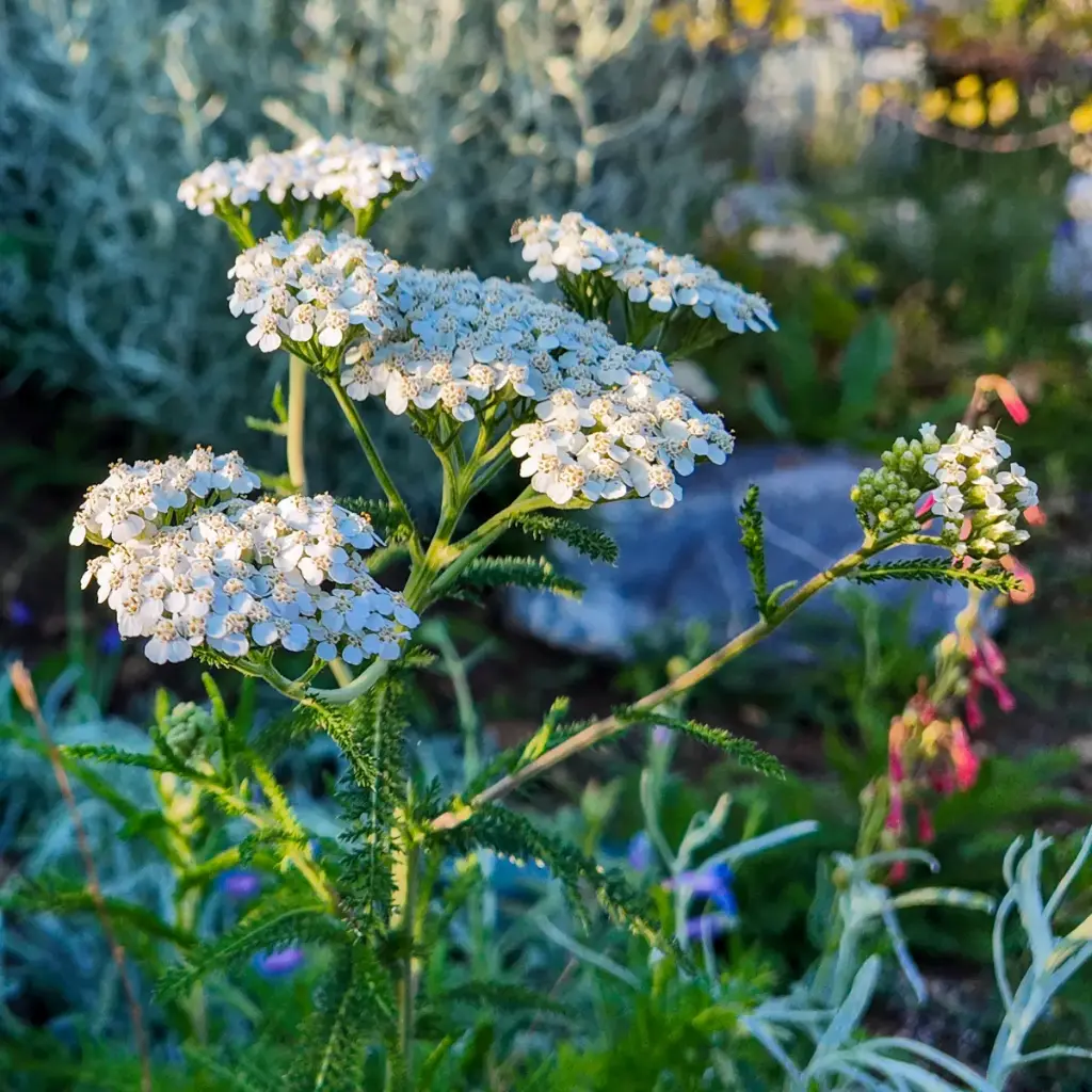 Almindelig røllike - Achillea millefolium - BIO