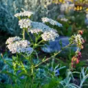 Yarrow - Achillea millefolium - ORG