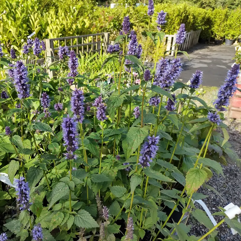 Anisisopar - Agastache Black Adder - BIO