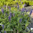 Agastache Black Adder - ORG