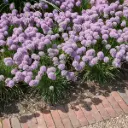 Allium Senescens - ORG