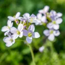 Wiesenschaumkraut - Cardamine pratensis - BIO