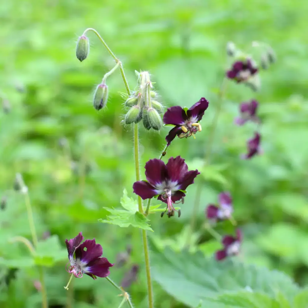 Braune Storchschnabel - Geranium phaeum - BIO