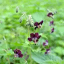 Geranium phaeum - Brunnäva - BIO
