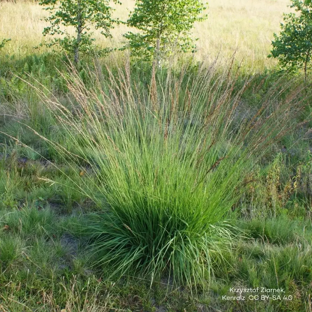 Blåtop - Molinia caerulea 'Moorhexe' - BIO