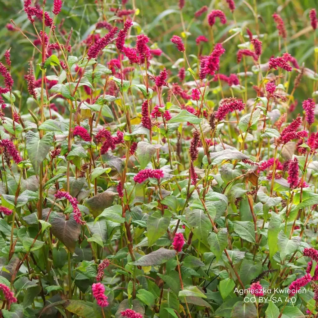 Knöterich - Persicaria a. 'JS Calor' - BIO