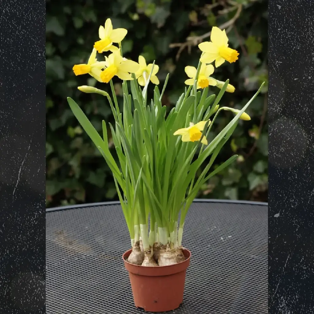 Jonquille Jetfire en Pot - BIO