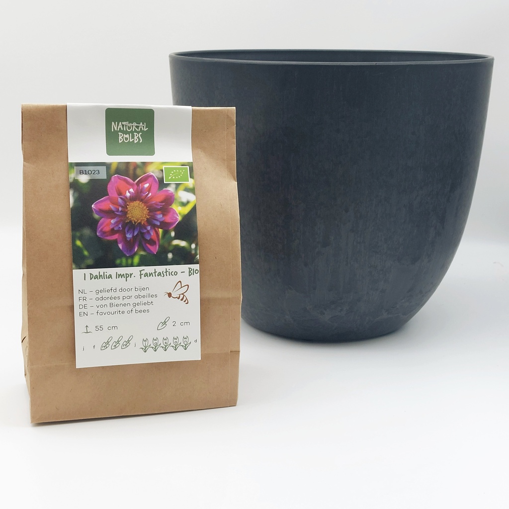 Dahlia Fantastico - BIO avec pot Artstone