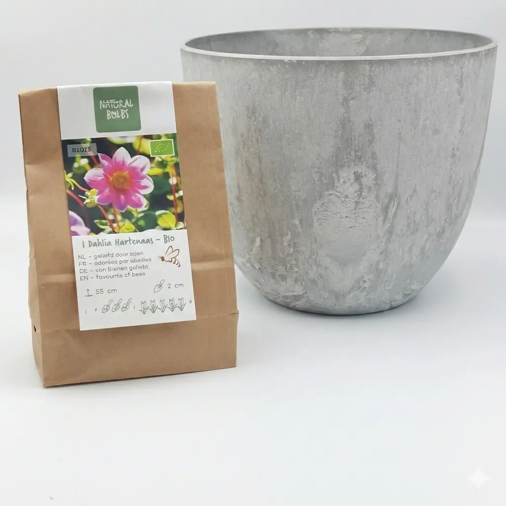 Dahlia Hartenaas - BIO med Artstone kruka