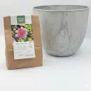 Dahlia Hartenaas - BIO met Artstone pot