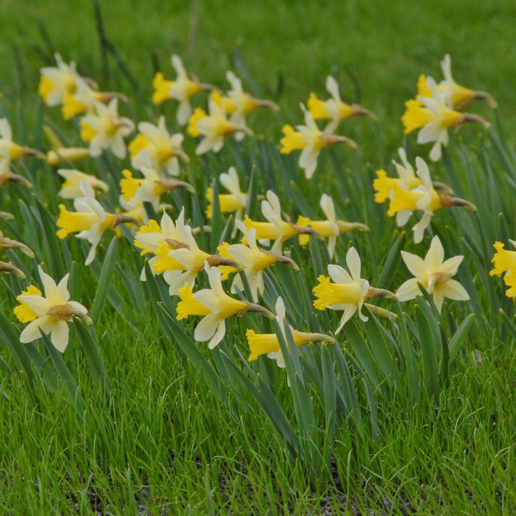 Narcissus Topolino - BIO