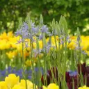 Prærielilje - Camassia Cusickii - BIO