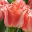 Tulipa Lingerie - ORG