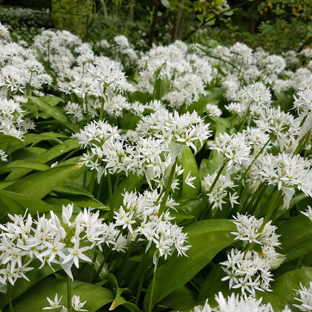 Allium ursinum - Daslook - BIO