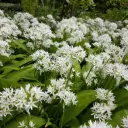 Ail Sauvage - Allium Ursinum - BIO