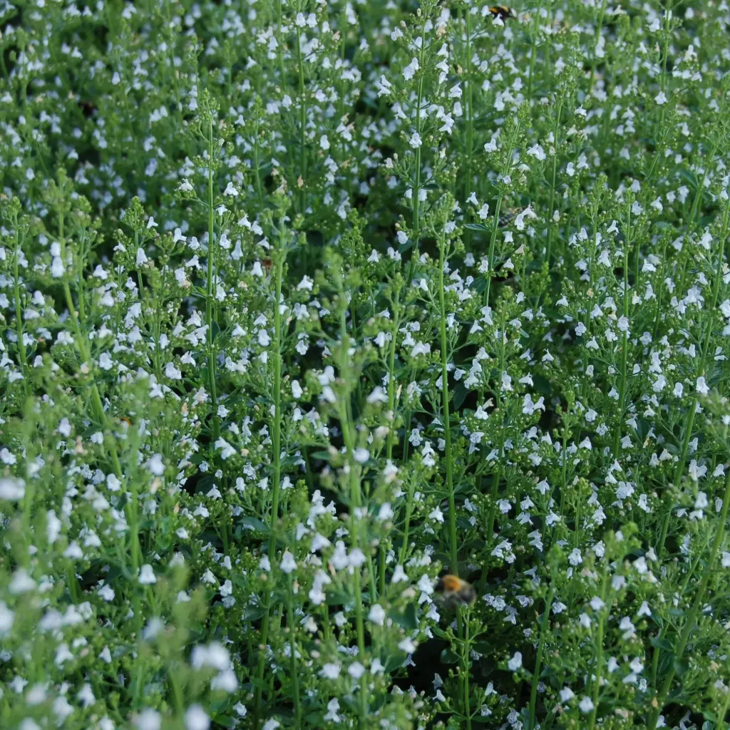 Calamintha Nepeta P9 - ORG