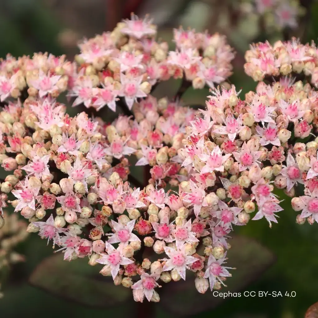 Sedum Matrona P9 - ORG